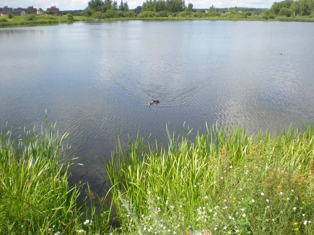 Duck with little ducklings on the lake, Latvia
