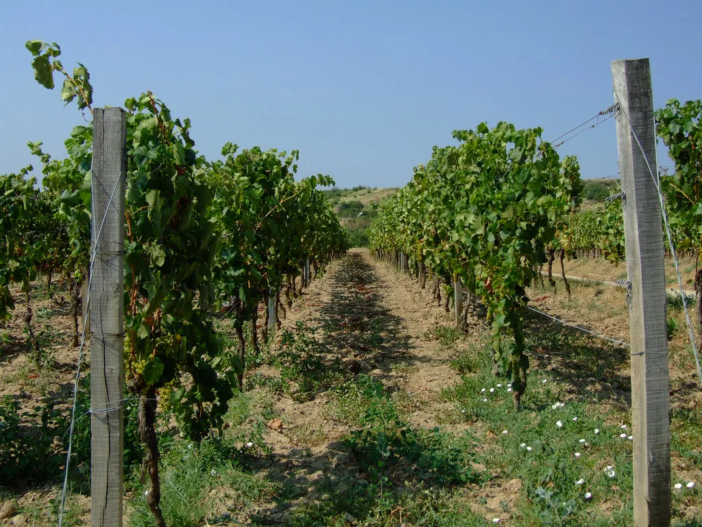 Tokaj vineyard, Hungary
