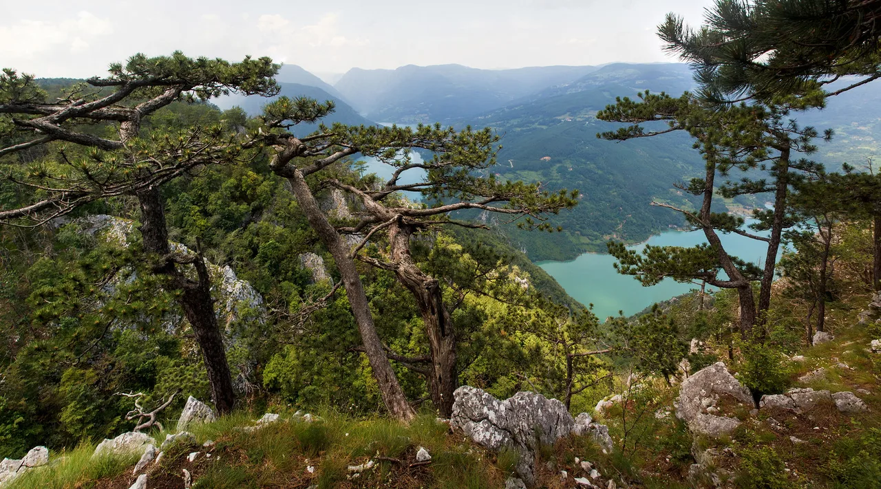 View from Banjska Stena, Tara's national park, Serbia
