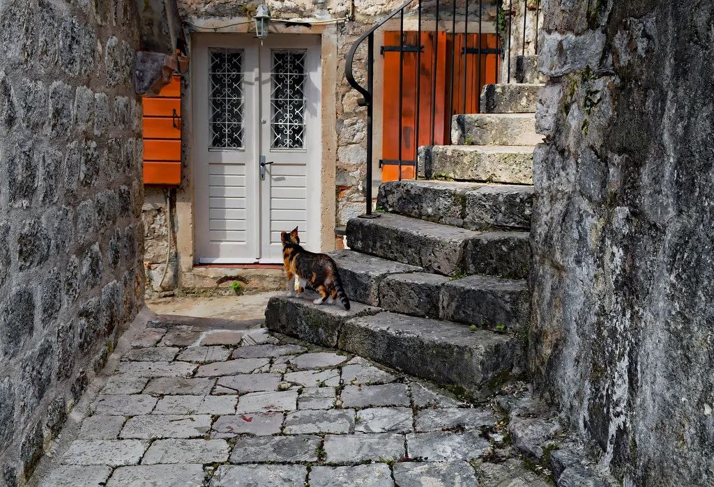 Curiosity, Kotor