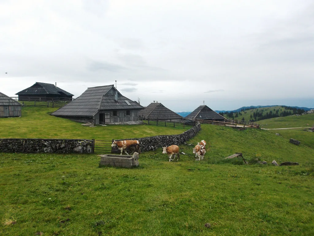 Cow parade, Slovenia